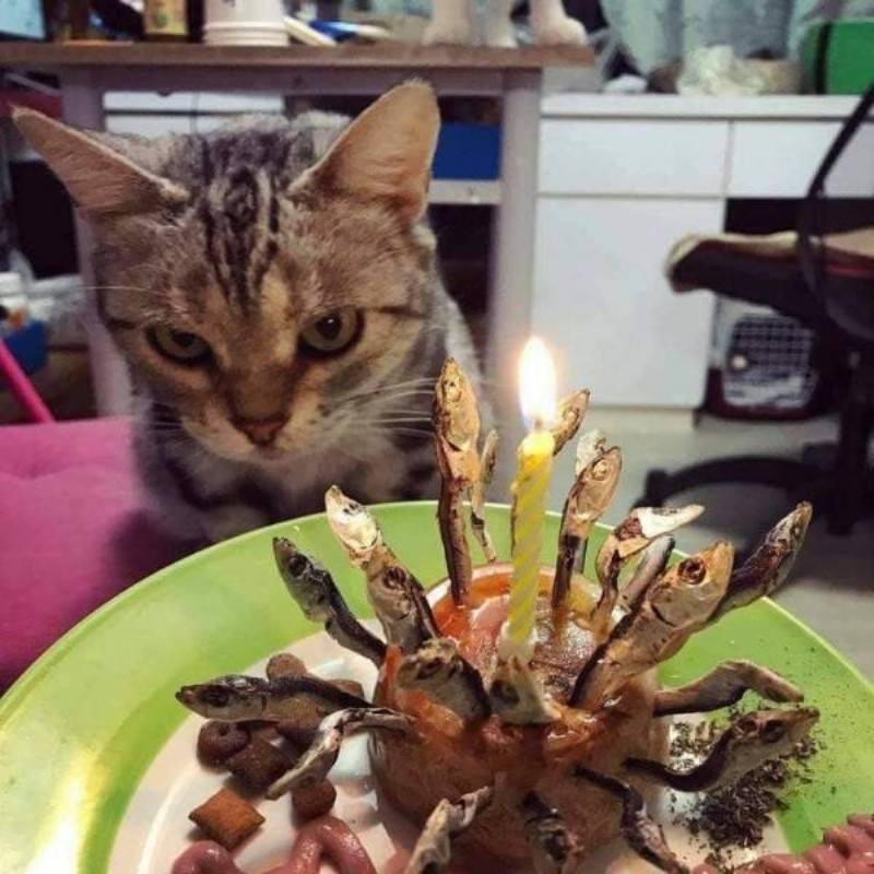 You Animal