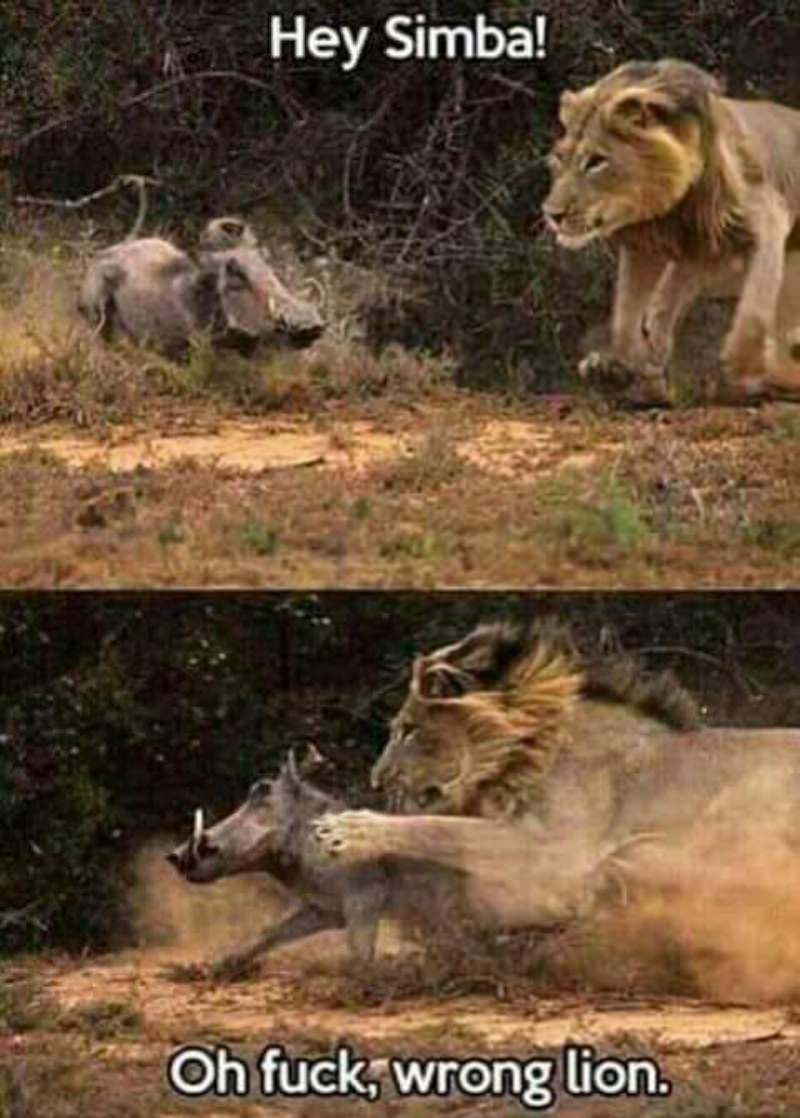 You Animal