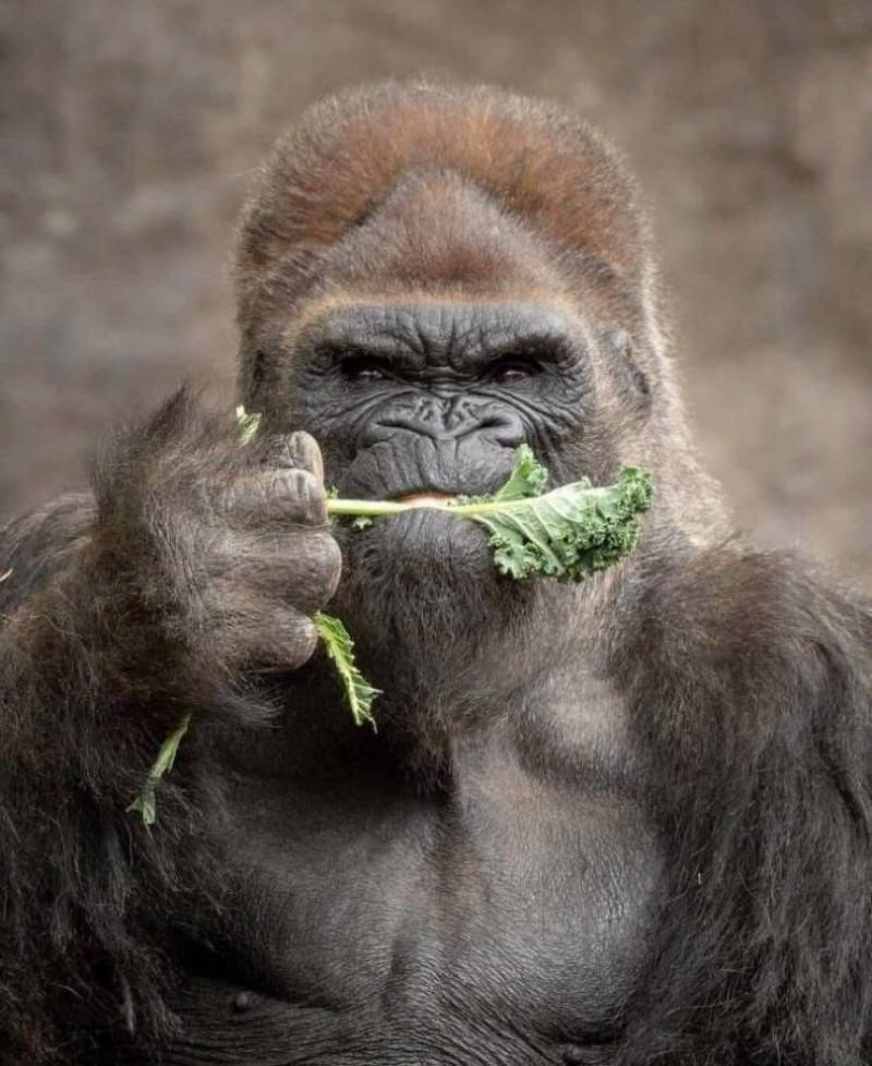 You Animal