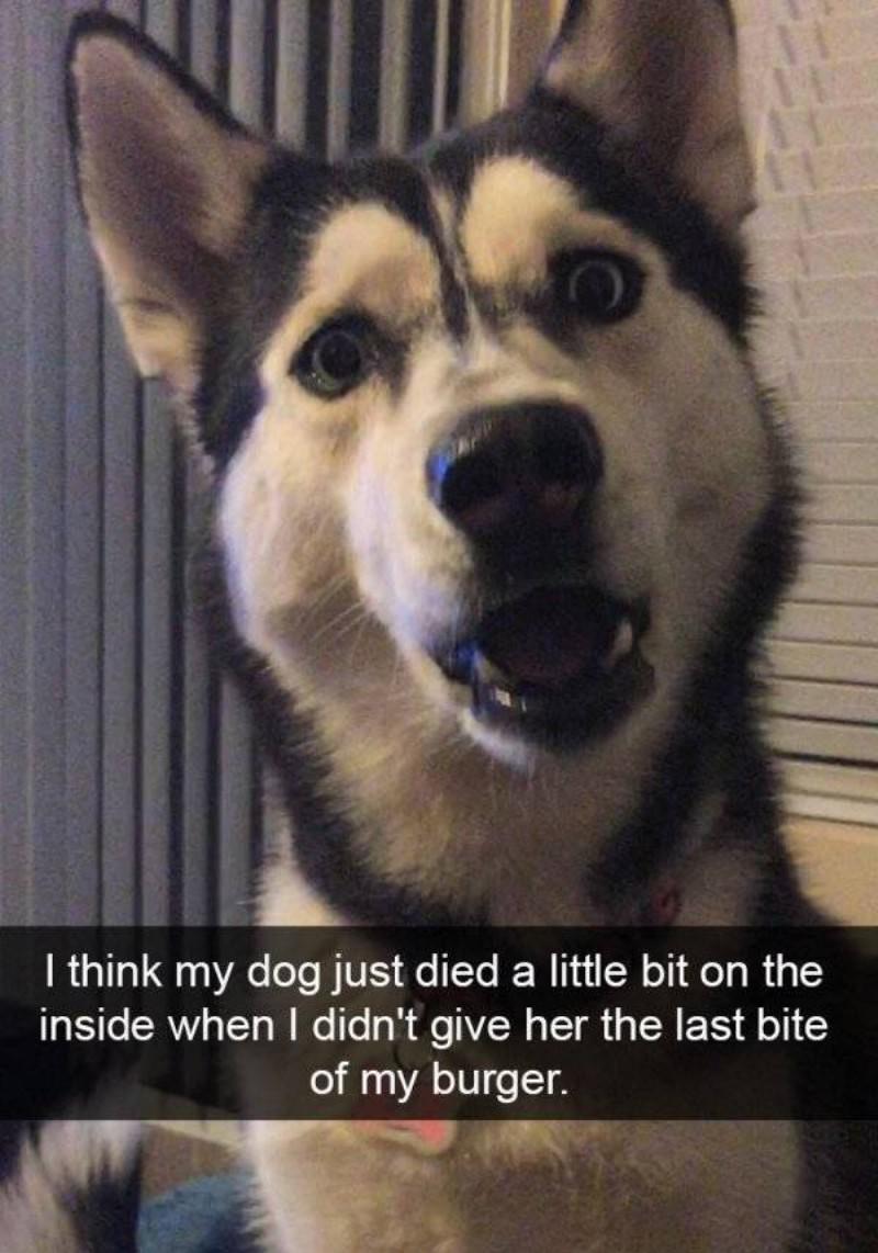You Animal