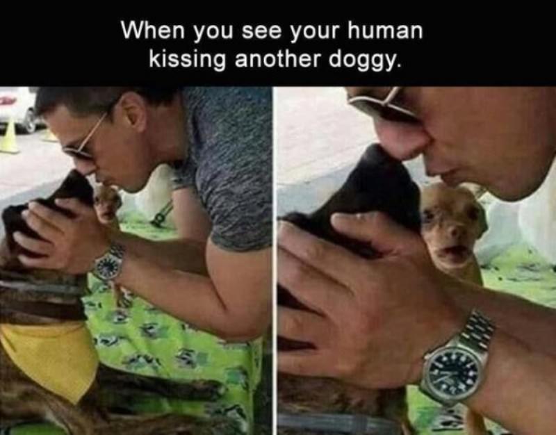You Animal
