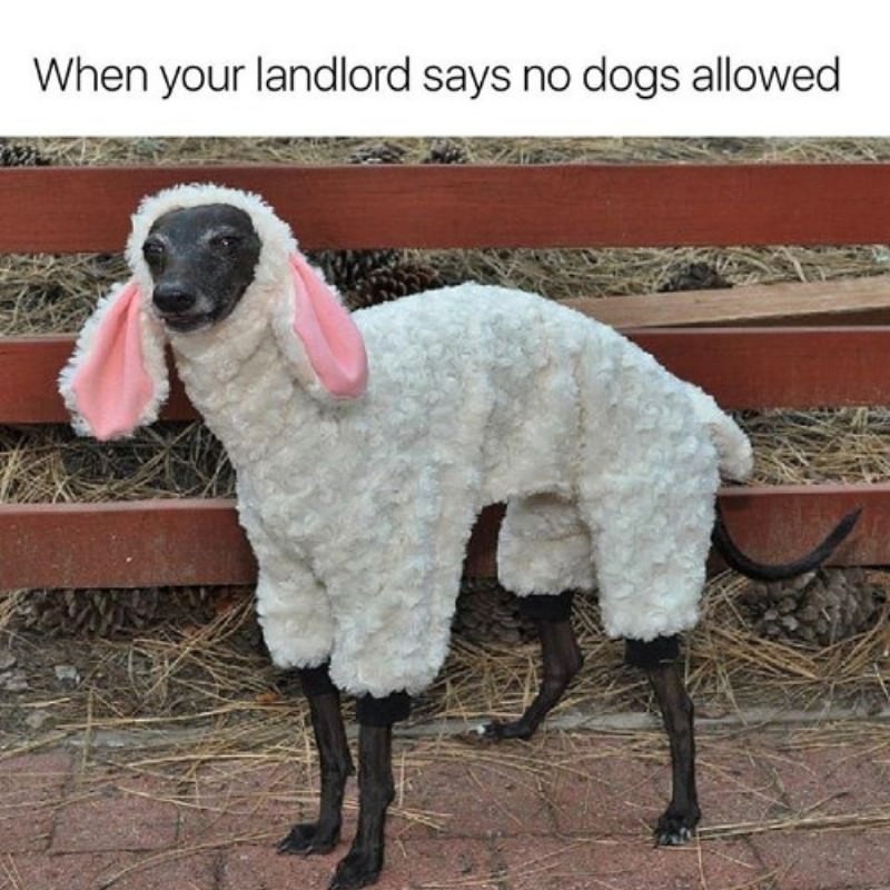 You Animal