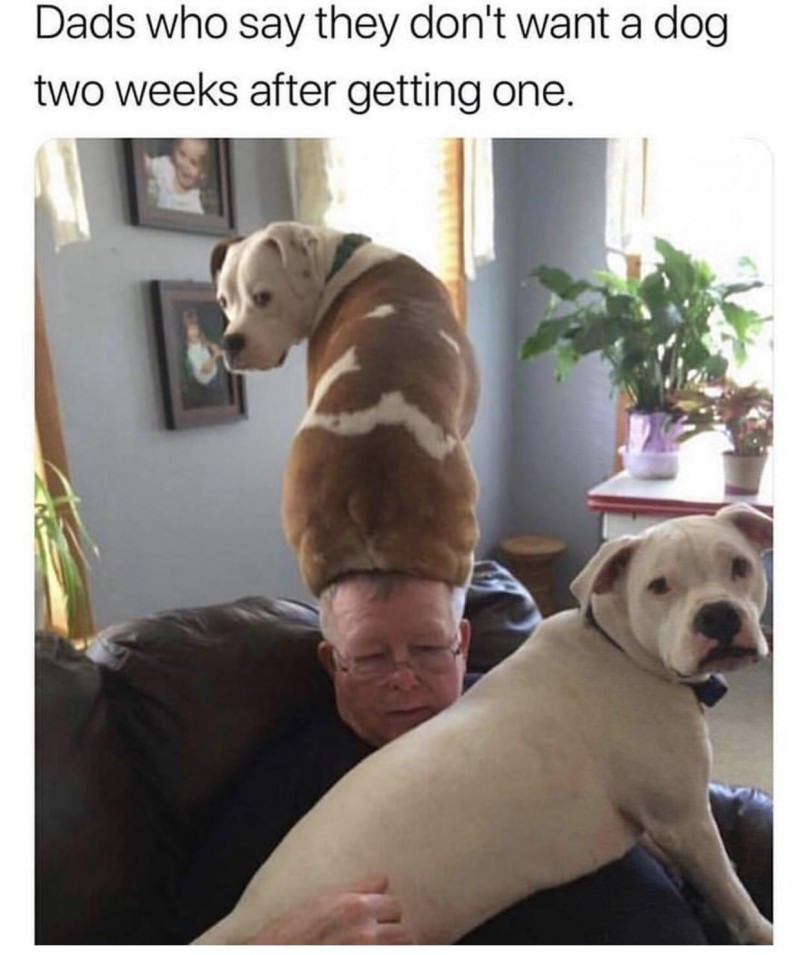 You Animal