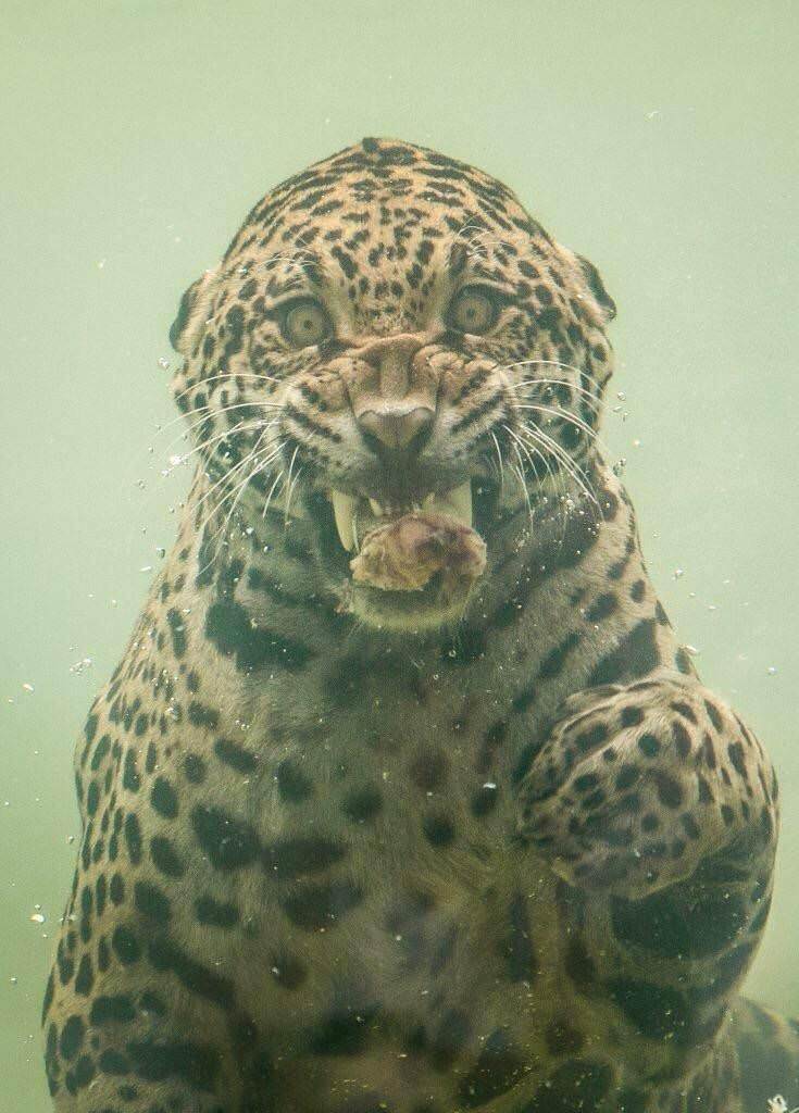 You Animal