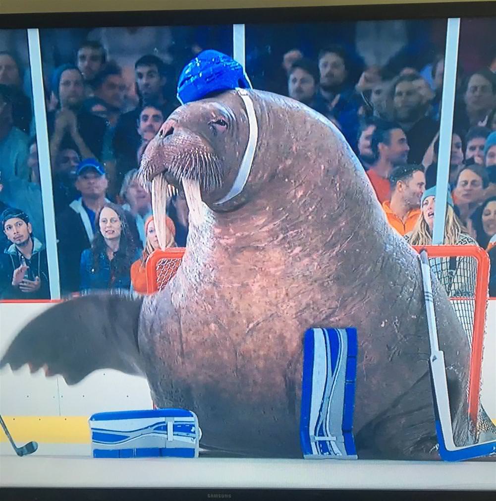 You Animal