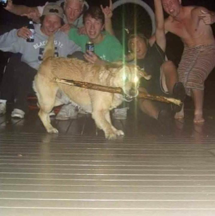 You Animal