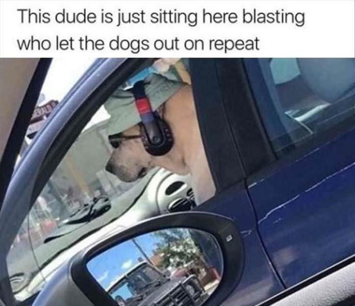 You Animal