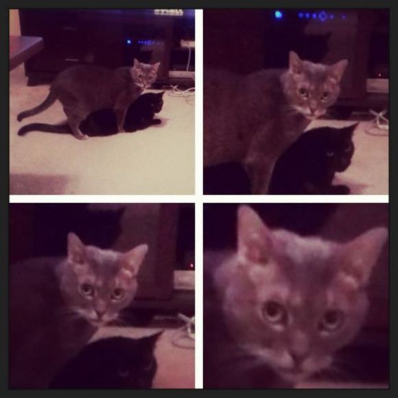 funny animals