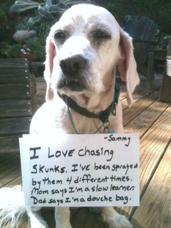 funny animals