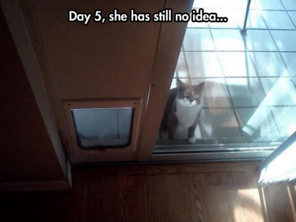 funny animals