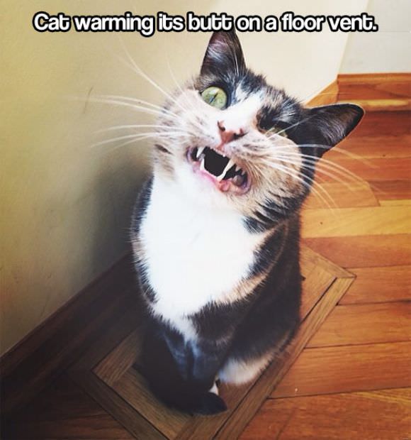 funny animals