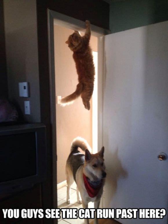 funny animals