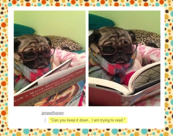 funny animals