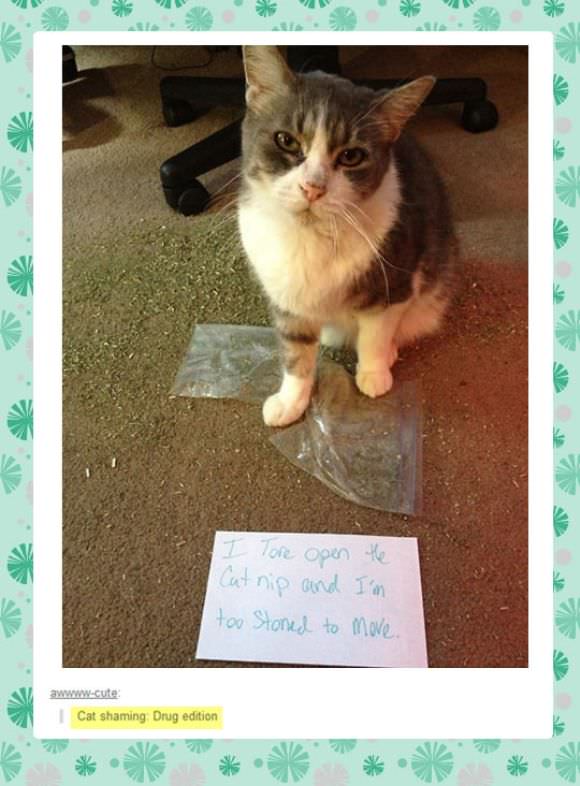 funny animals