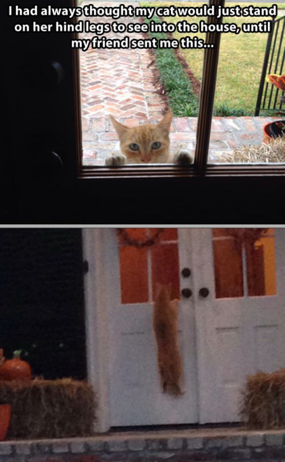 funny animals