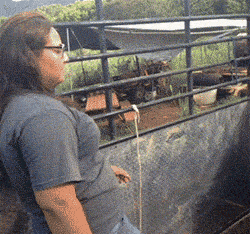 funny animals