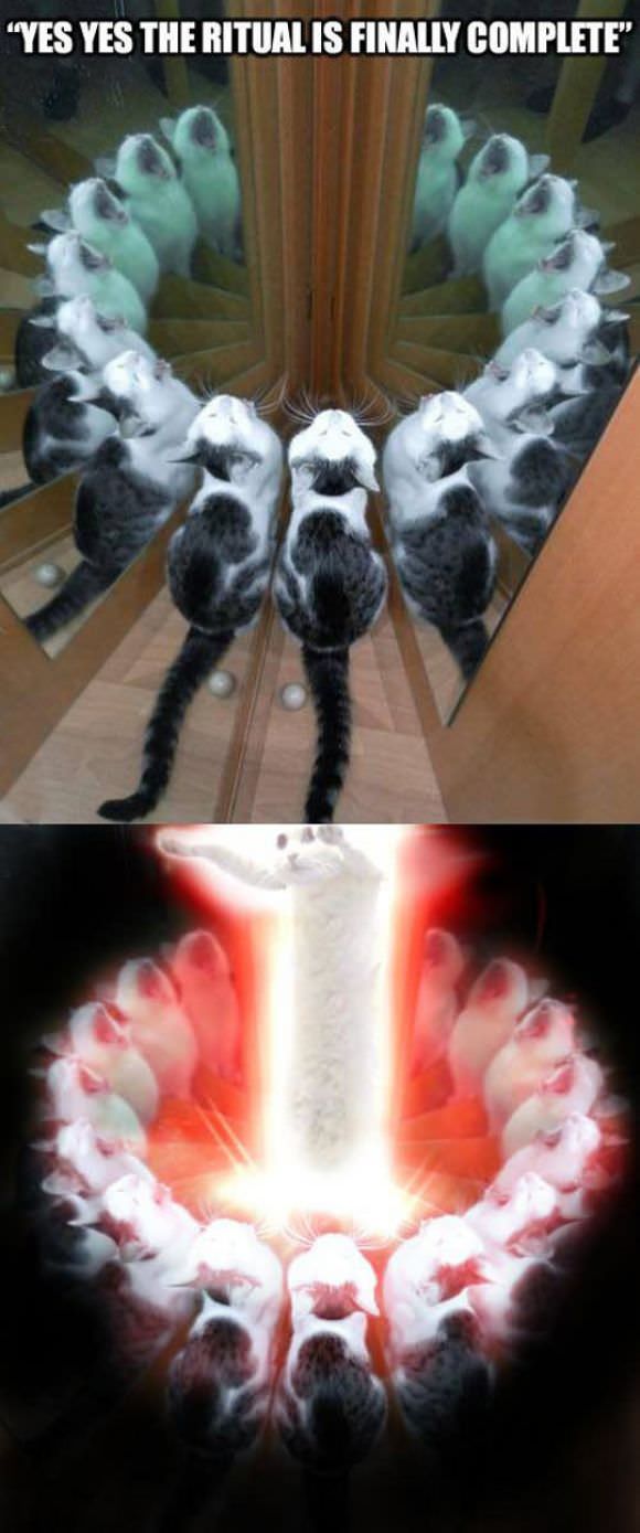 funny animals