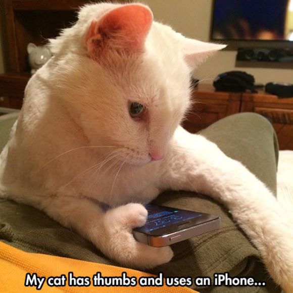 funny animals