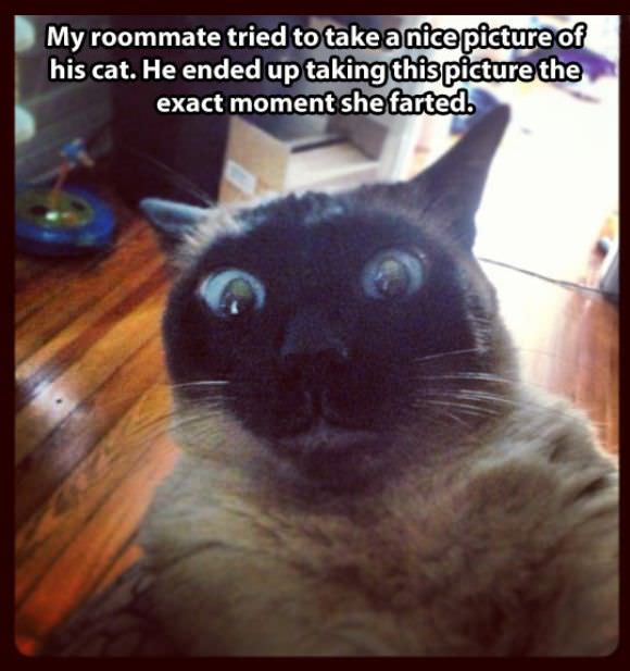 funny animals