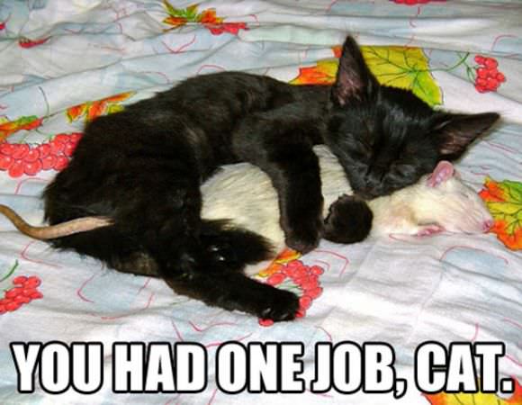 funny animals