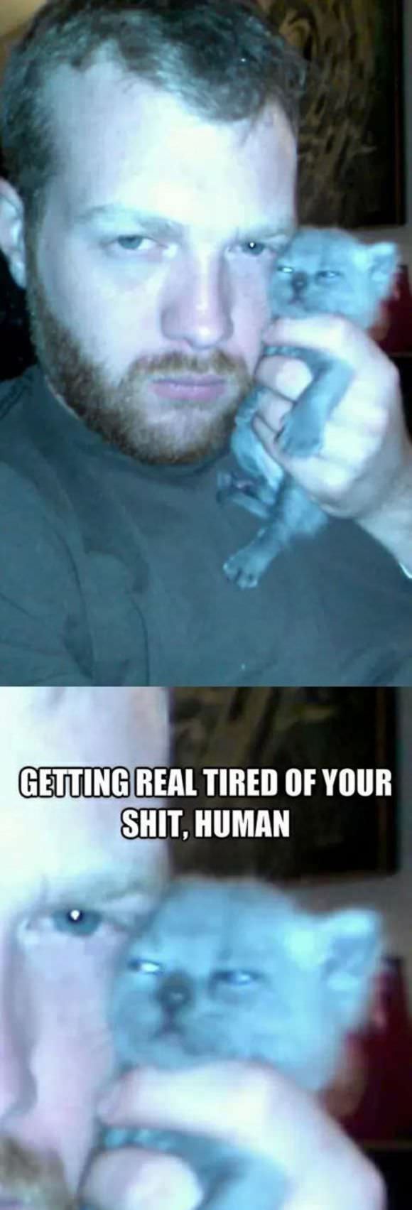funny animals