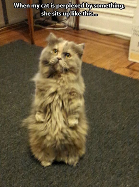 funny animals