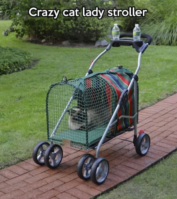 funny animals