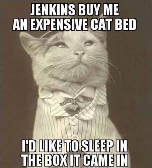 funny animals