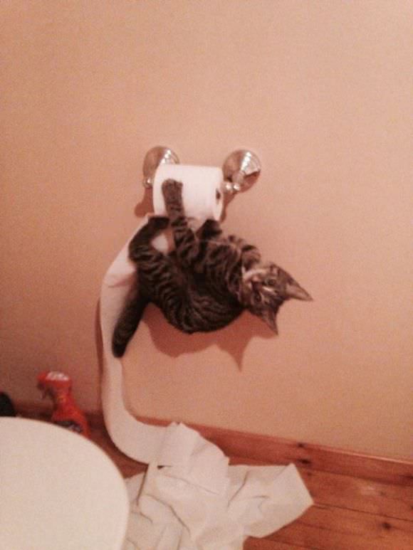 funny animals