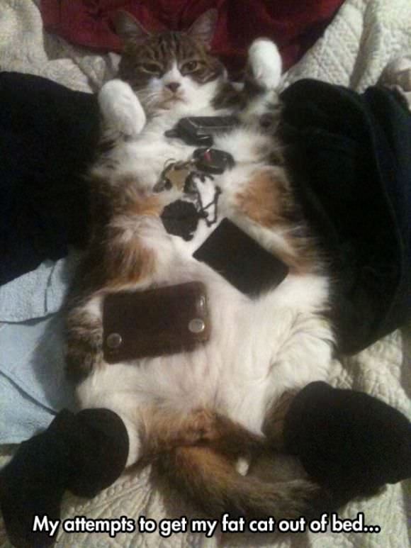 funny animals