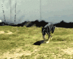 funny animals