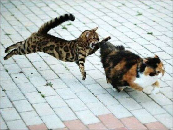 Cool Animals 3