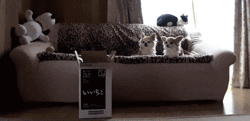 Cool Animals 15