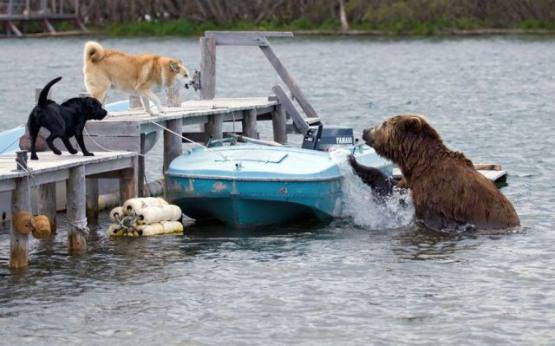 Cool Animals 18