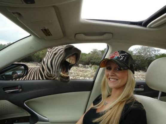Cool Animals 22