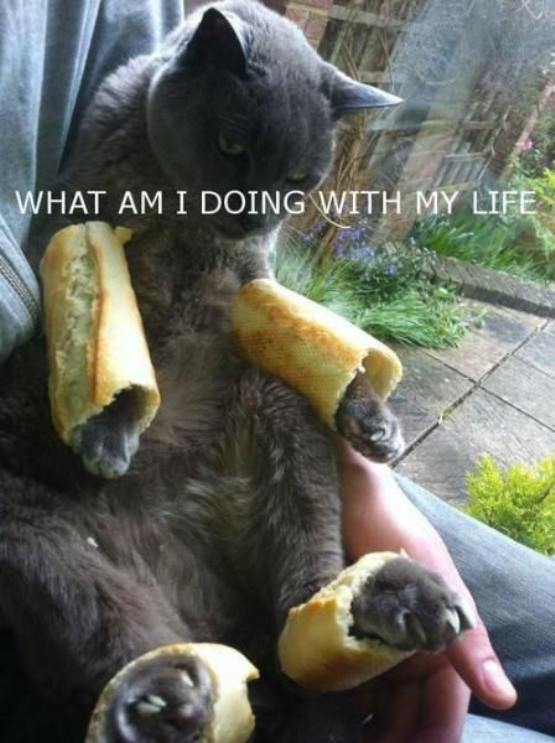 Cool Animals 25