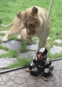 Cool Animals 29