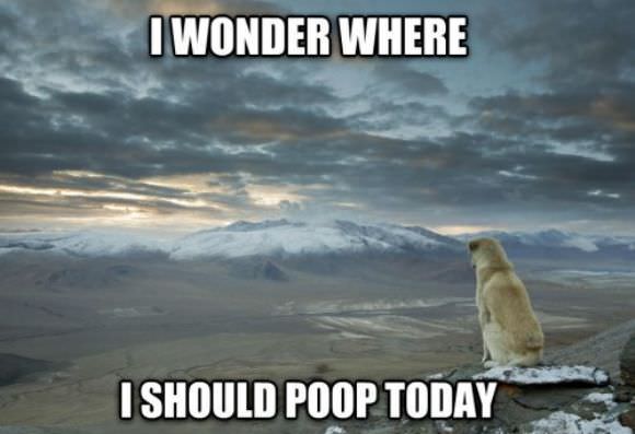 animals