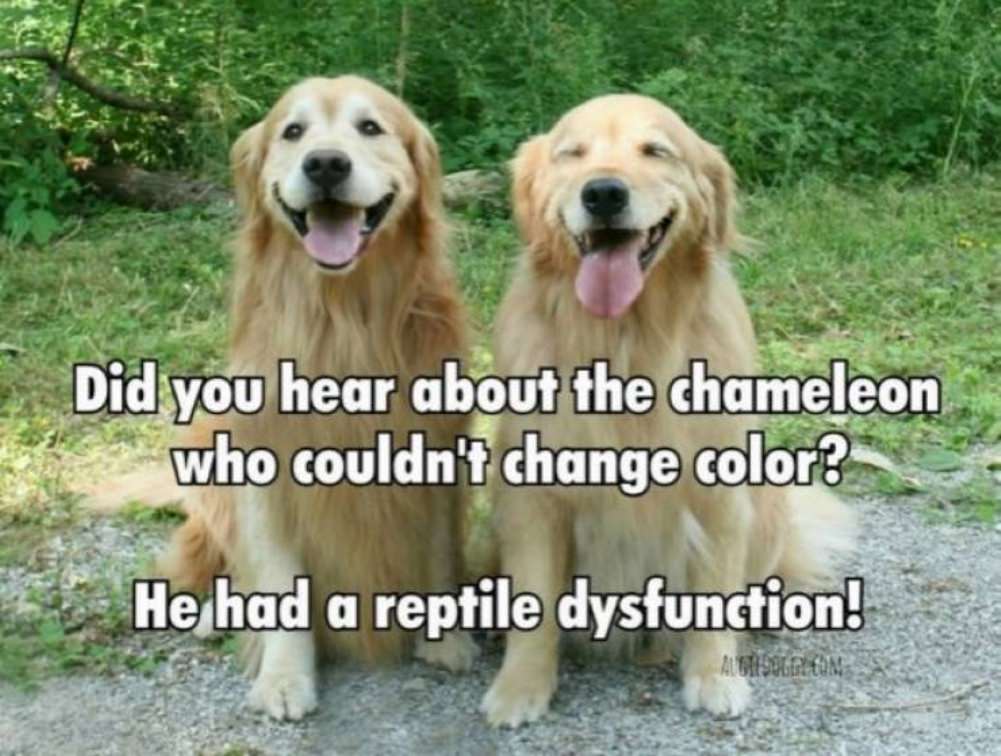 Dad Jokes