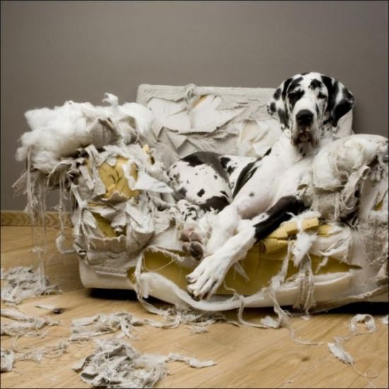 Destructive Dogs 1