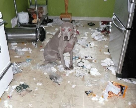 Destructive Dogs 10