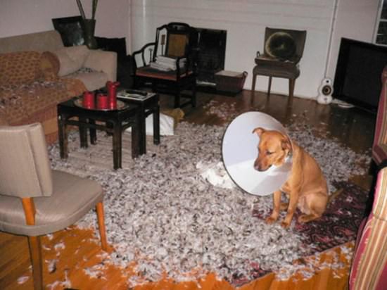 Destructive Dogs 11