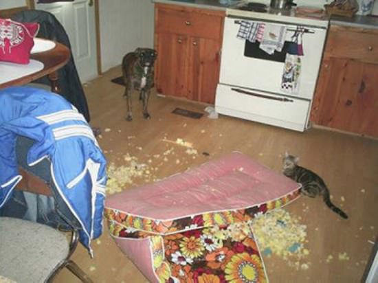 Destructive Dogs 15