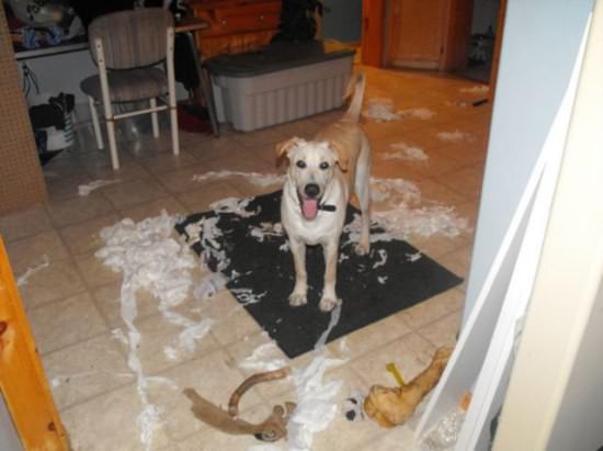 Destructive Dogs 19