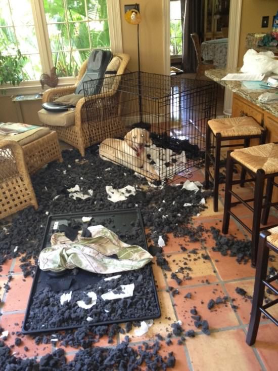 Destructive Dogs 21