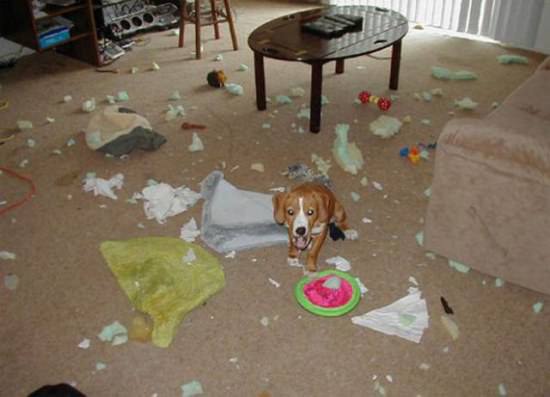 Destructive Dogs 3