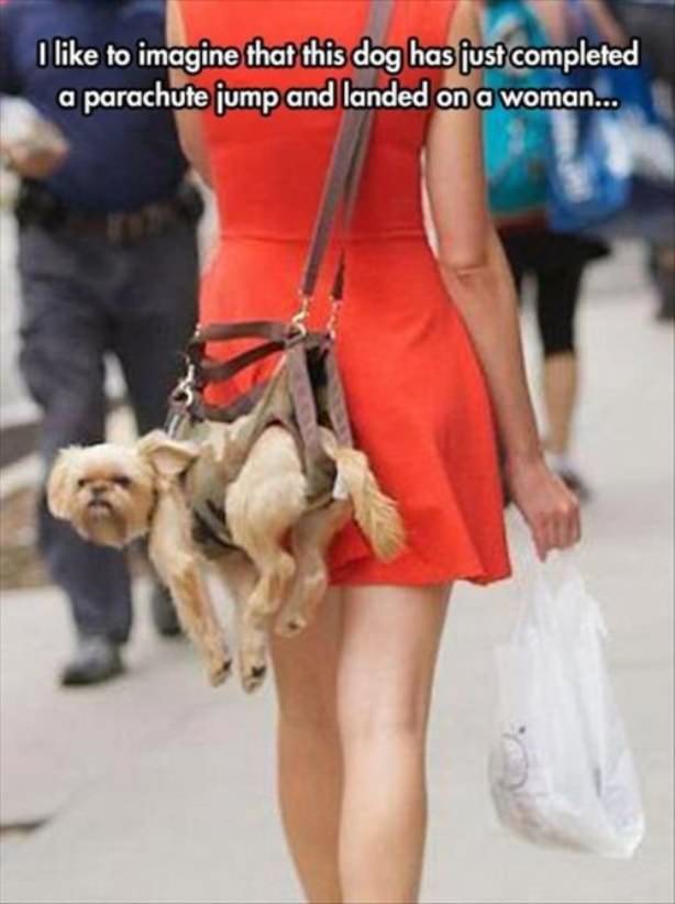 dogs