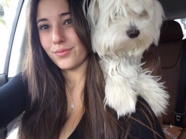 dogs