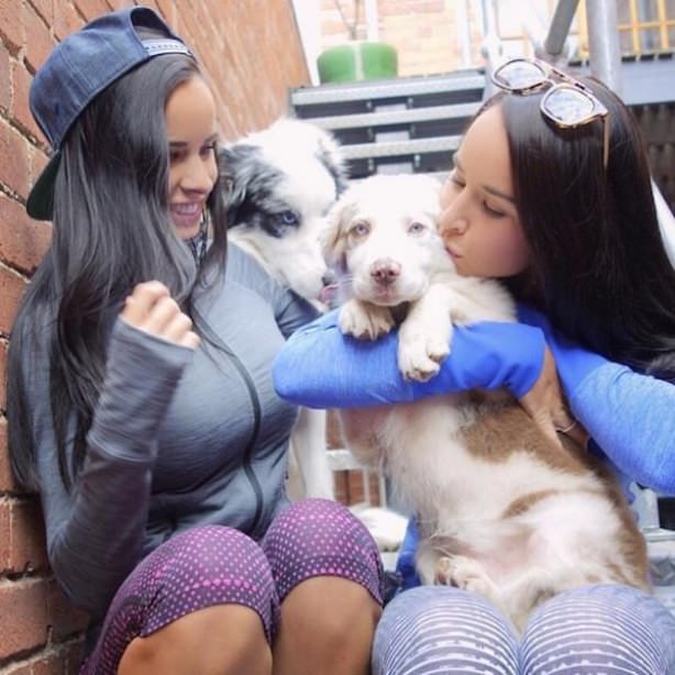 dogs