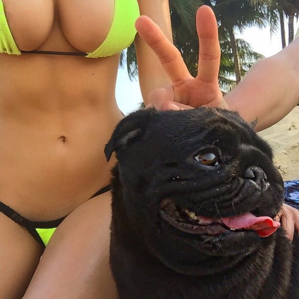 dogs